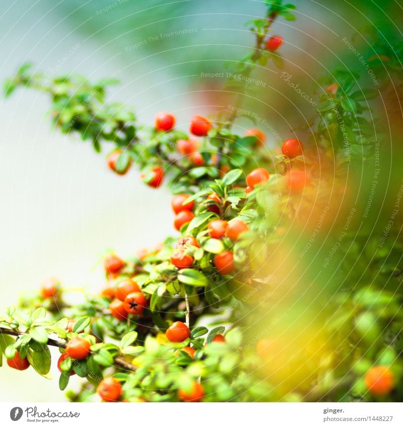 Is spring coming soon? Nature Plant Bushes Leaf Blue Green Red Spring Berries Round Branch Twig Many Blur Muddled Seasons Fresh Natural Gaudy Colour photo