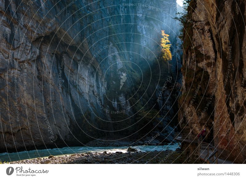 Lord of the Rings aka Aare Gorge Nature Landscape Earth Air Water Sun Sunlight Autumn Beautiful weather Tree Rock River bank Old Exceptional Gigantic Glittering