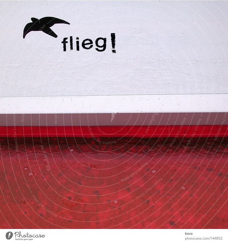 Fly! Bird Flying Red Free Swallow Freedom Sky Signs and labeling Joy Liberate