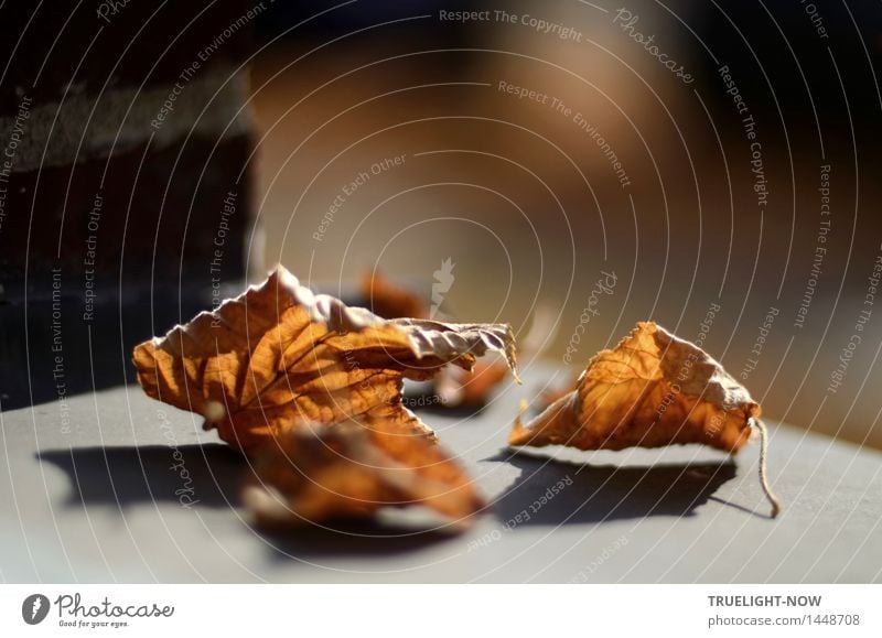 discussion of the situation Nature Sun Autumn Beautiful weather Leaf Deserted House (Residential Structure) Wall (barrier) Wall (building) Facade Window