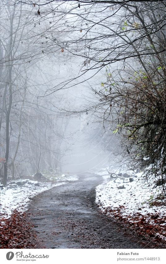 Beginning of December in the forest Drops of water Winter Bad weather Fog Ice Frost Snow Forest Mountain Freeze To console Fear of the future Loneliness