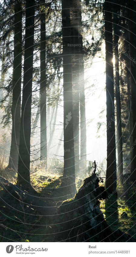 wonder forest Environment Nature Landscape Sun Sunlight Summer Autumn Beautiful weather Plant Tree Wild plant Fir tree Tree trunk Twigs and branches Forest