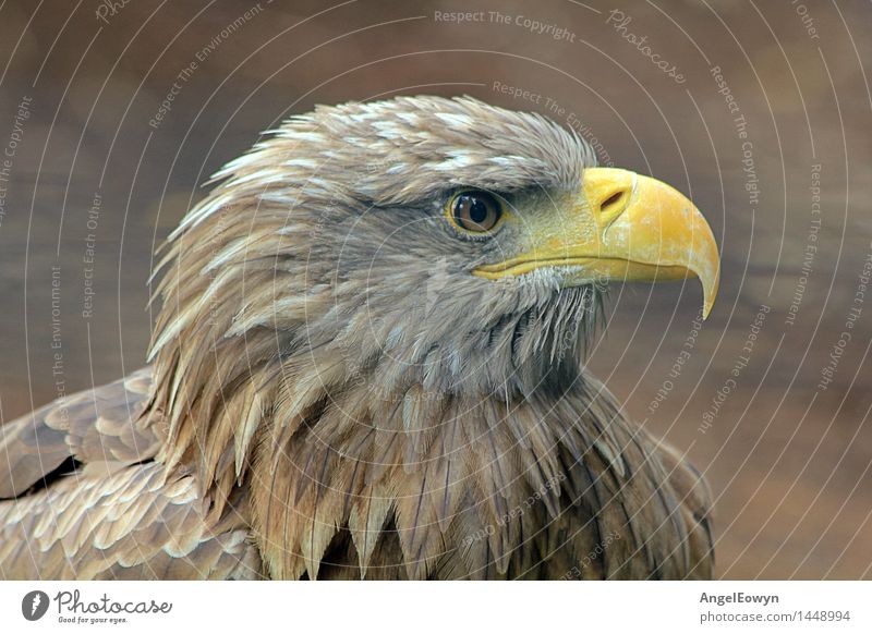 Golden Eagle Nature Animal Wild animal Bird Animal face Zoo 1 Brown Power Bird of prey Beak Eyes Feather Colour photo Close-up Deserted Day Long shot