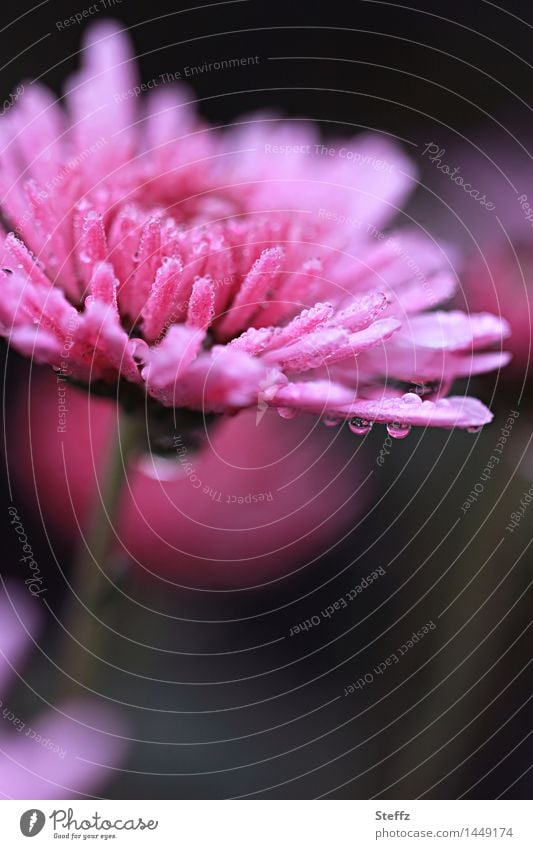 a pink aster with raindrops Aster Flowering asters pink flower pink blossom Autumn rain Rain Rain in the garden rainy autumn flower Autumnal weather October