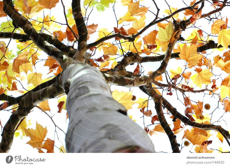 Autumn 1 Tree Leaf Tree trunk Seasons Light Yellow Brown Green Transience Perspective Colour American Sycamore Branch Orange