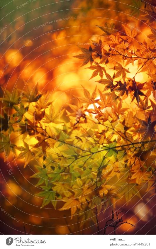 Golden Autumn Autumnal Autumnal colours Autumn leaves Japan maple tree Warm colour Well-being golden autumn autumn leaves October Norway maple