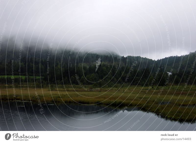 Fog on Norway Lake Green Grass Dark Forest Tree Damp Reflection Bog foggy