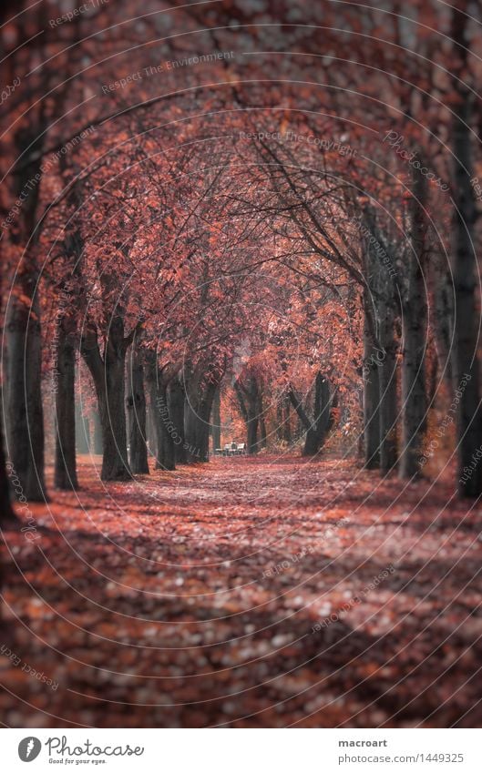 autumn Avenue Autumn Autumnal Seasons Multicoloured To fall Fallen Leaf Autumn leaves Red Lanes & trails Tree Chestnut tree Nature Natural