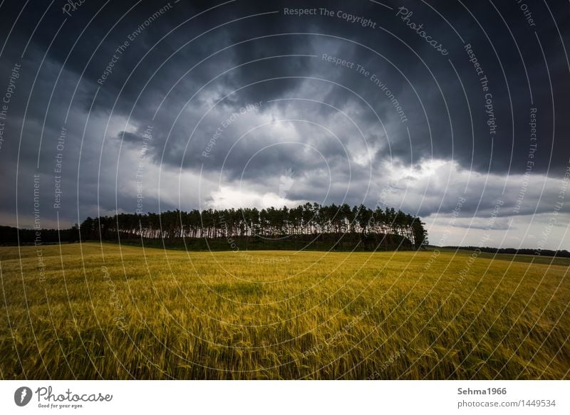 Thunderclouds over a field Nature Landscape Plant Storm clouds Summer Bad weather Gale Rain Thunder and lightning Tree Bushes Meadow Field Forest Romance Fear