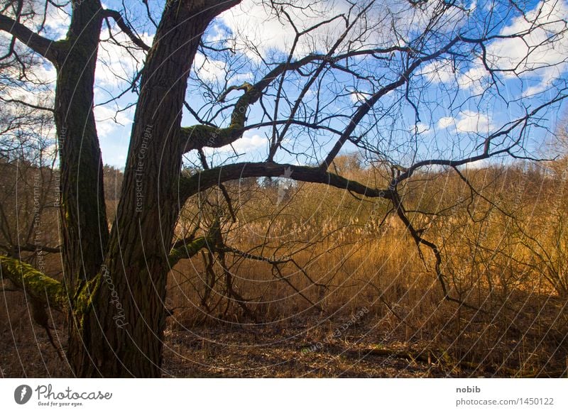 wetland Landscape Earth Sky Clouds Autumn Drought Tree Grass Common Reed Forest Bog Marsh Wetlands Wood Dirty Blue Brown Yellow Gray Orange Black Death Climate