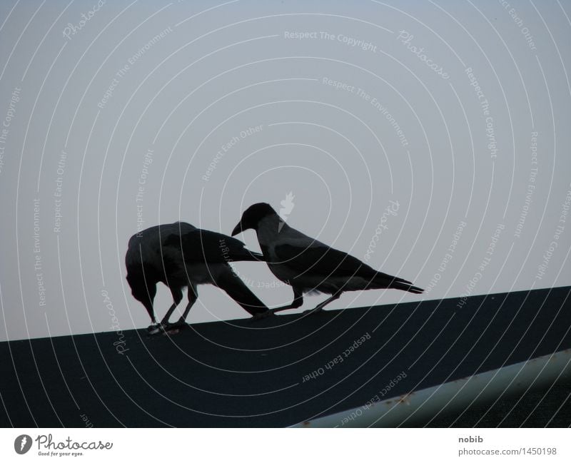 crow's titbit Sunrise Sunset Town Marketplace Bridge Roof Animal Wild animal Bird Crow 2 Pair of animals Dark Brash Together Curiosity Smart Black Death Envy