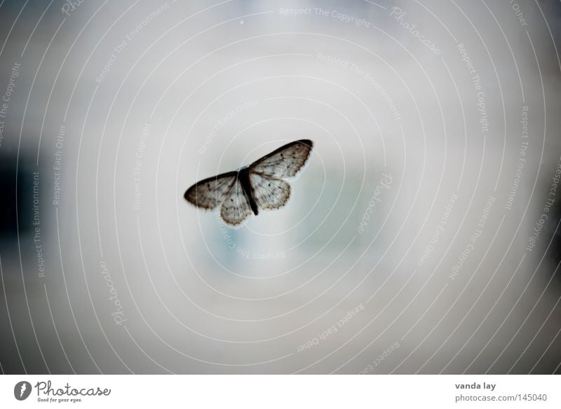 Old butterfly Butterfly Insect Animal Gray Moth Camouflage colour Window Near Nature Macro (Extreme close-up) Close-up enthusiasts Window pane Glass Flying Wing