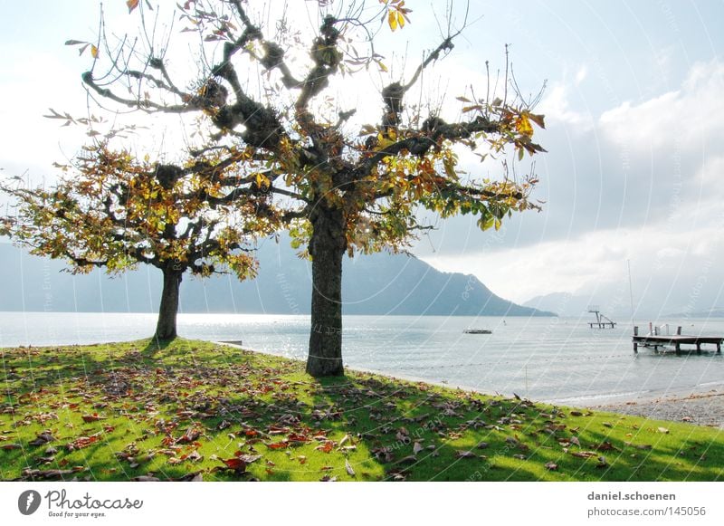 Low season 1 Autumn Tree Leaf Lake Mountain Switzerland Lake Lucerne Colour American Sycamore Twigs and branches Tree trunk Seasons Light Yellow Orange Brown