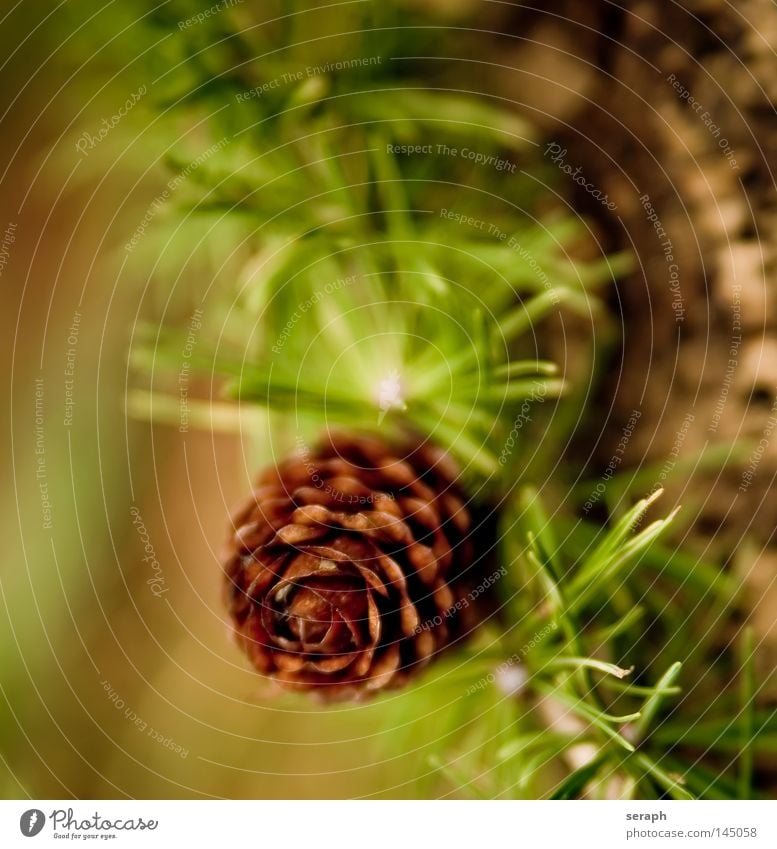 Larch Cone Tree Plant Coniferous trees Fir needle Decoration Botany Christmas & Advent Winter Blur Green Brown Macro (Extreme close-up) Close-up larix Twig