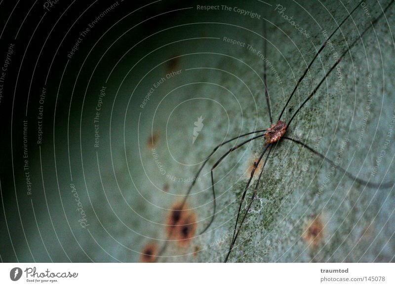 Thekla. Spider Animal Nature Free Silk Climbing Crawl Useful Panic Macro (Extreme close-up) Zoo Prey Insect Green Gray Sphere Half Semicircle Rust Legs