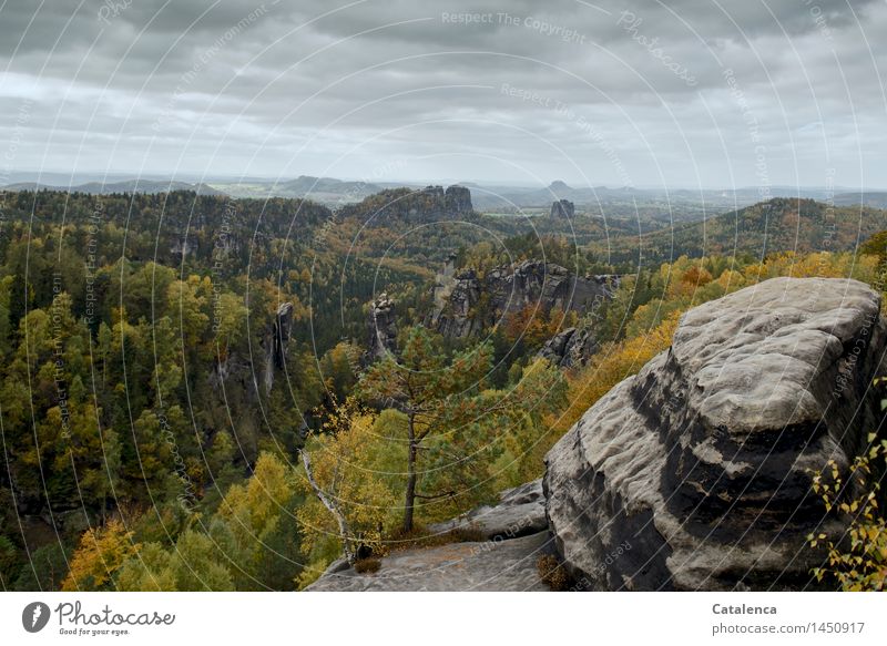 Autumn landscape in the Elbe Sandstone Mountains Trip Hiking Climbing Landscape Plant Clouds Storm clouds Bad weather Rain Tree Forest Canyon nature park