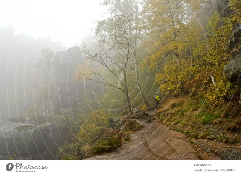 In the fog on the way Hiking Human being 1 Nature Landscape Plant Earth Drops of water Autumn Bad weather Fog Rain Tree Bushes Moss Forest Rock Canyon