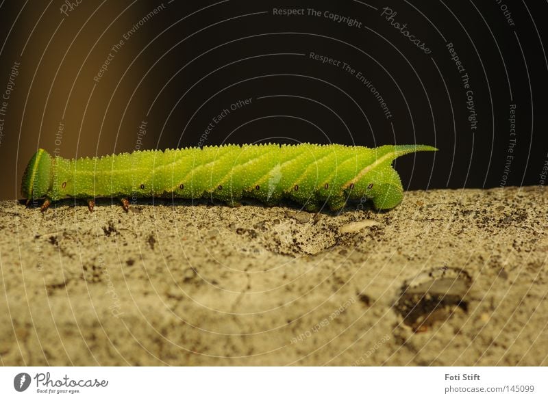 Your way 2 Caterpillar Yellow Green Wall (barrier) Butterfly Macro (Extreme close-up) Insect Joy Close-up enthusiasts