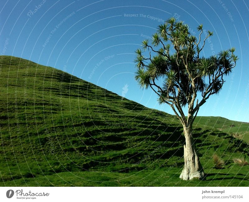 I am so tree-like New Zealand Tree Green Blue South Island Leaf Loneliness Silent Abel Tasman National Park Cape Farewell Spit Beach Coast Mountain cook