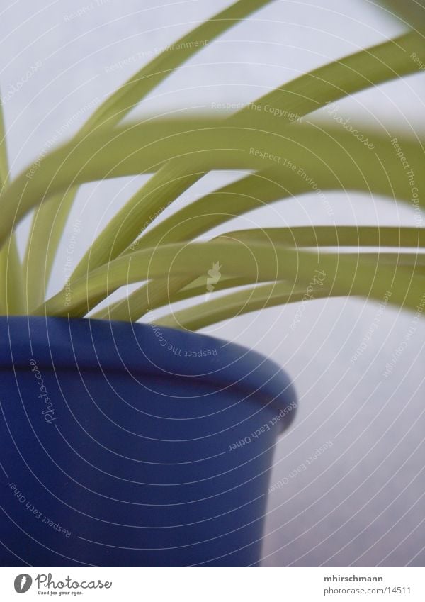 plant Flowerpot Green Plant Leaf Blue