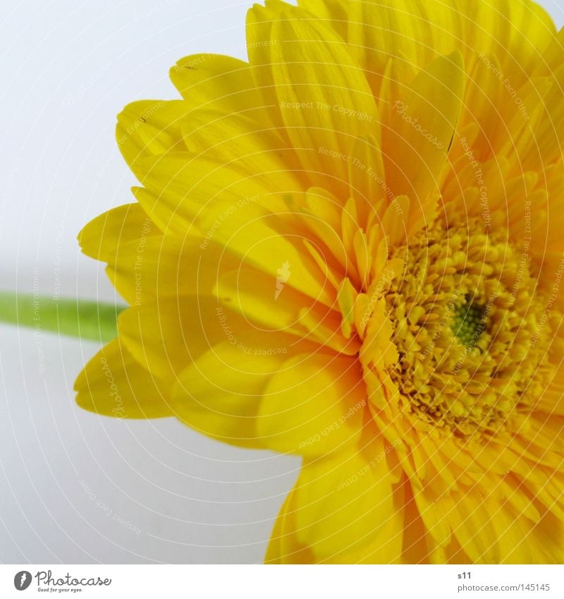 germini Flower Blossom Gerbera Stalk Wreath Yellow Blossom leave Middle Plant Flower shop Bouquet Florist Macro (Extreme close-up) Close-up Summer flower stem