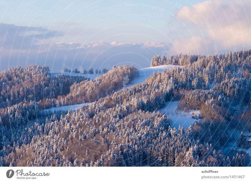 Powder sugared Environment Nature Landscape Clouds Winter Beautiful weather Ice Frost Snow Forest Hill Mountain Snowcapped peak Cold Black Forest Slope