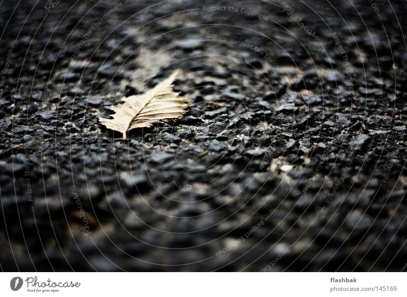 Owner Of A Lonely Sheet Leaf Asphalt Loneliness Depth of field Autumn Stone Minerals fifty millimeters f1.4 SchrammSchramm