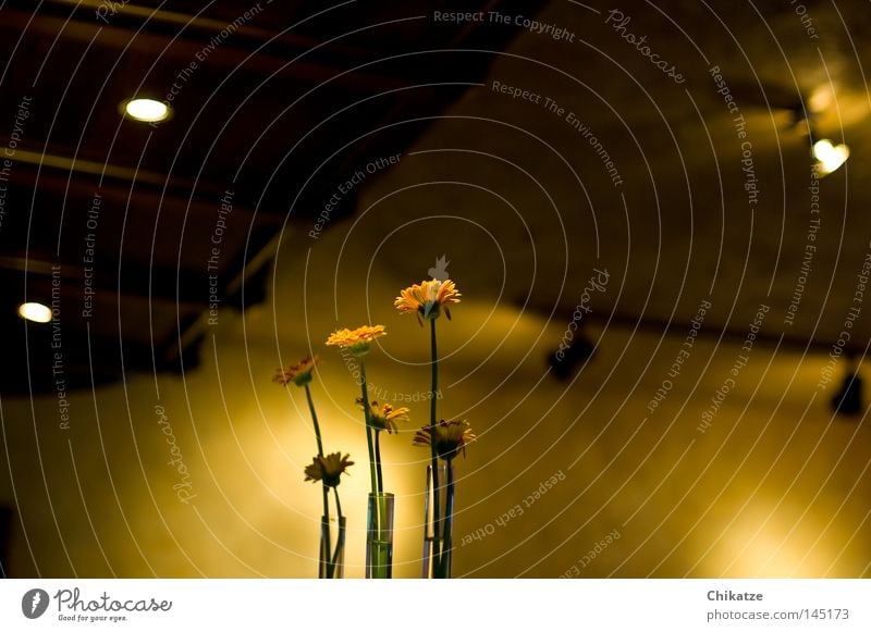 Flowers. Plant Yellow Vase Gastronomy Light Shadow Cozy Harmonious Beautiful Roadhouse