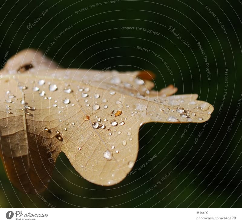 the beautiful day Colour photo Exterior shot Macro (Extreme close-up) Water Drops of water Autumn Bad weather Rain Thunder and lightning Leaf Brown Green Vessel