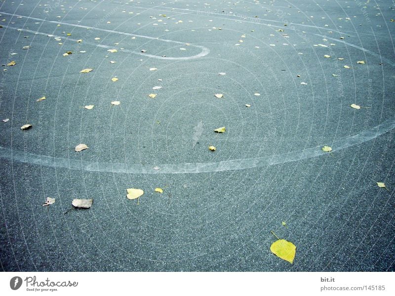 LEAF VORTEX Autumn Street Asphalt Places Line Leaf Yellow Blue Background picture Movement Muddled Autumn leaves Racecourse Traffic infrastructure Autumnal