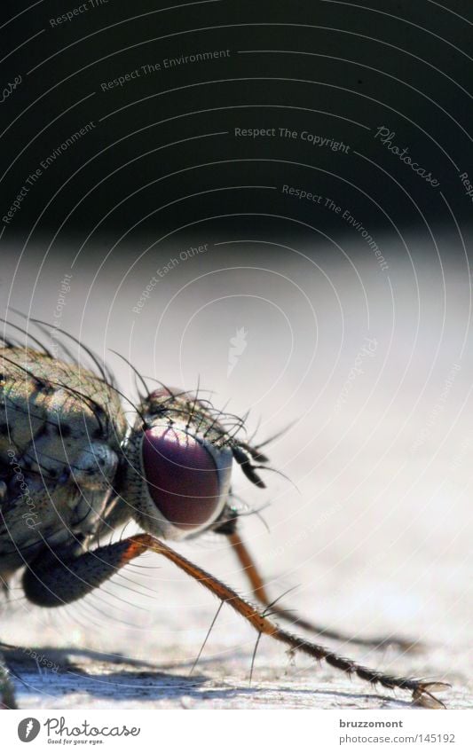 Fly from the right Macro (Extreme close-up) Insect Head Eyes Compound eye Silhouette Profile Hair and hairstyles Thigh Close-up Copy Space