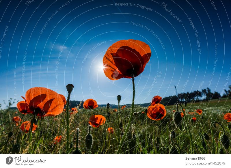 Sun is hiding behind a poppy blossom, blinking Nature Landscape Plant Sky Cloudless sky Sunrise Sunset Sunlight Summer Beautiful weather Tree Flower Grass