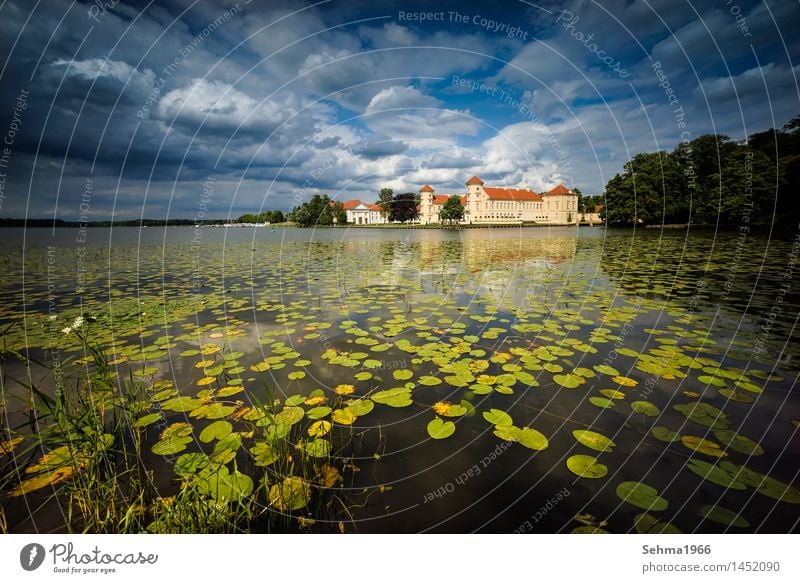 Rheinsberg and its castle in the middle of a pond rose field Town Castle Park Manmade structures Building Wall (barrier) Wall (building) Facade Terrace