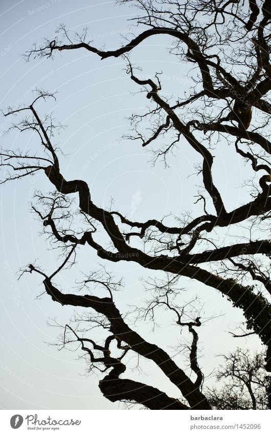 Robinia extends her claws Nature Plant Sky Winter Tree Branches and twigs Park Line Blue Black Moody Bizarre Climate Environment Change Subdued colour