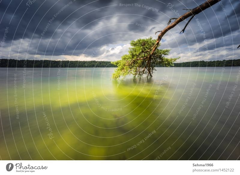 A pine and dark clouds at the lake with long exposure Environment Nature Landscape Plant Sand Water Storm clouds Sunlight Summer Bad weather Wind Gale Tree Moss