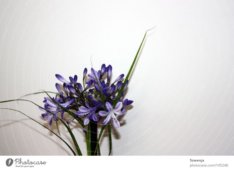 flora Flower Wall (building) White Green Violet Bushes Blossom Plant Blue