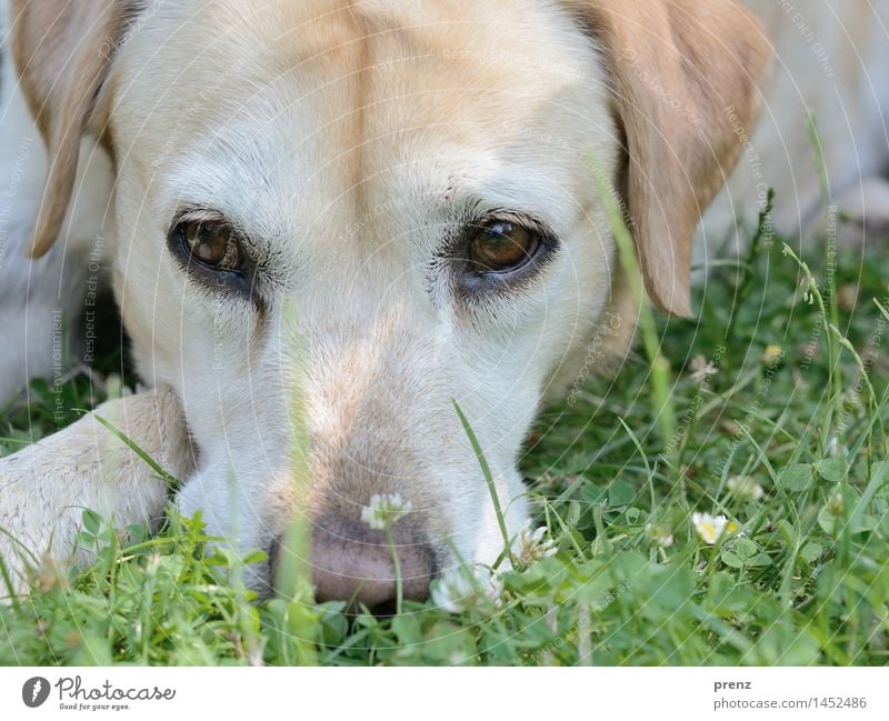 Labrador Environment Nature Spring Summer Meadow Animal Farm animal Dog 1 Yellow Green Looking Eyes Head Colour photo Exterior shot Deserted Day