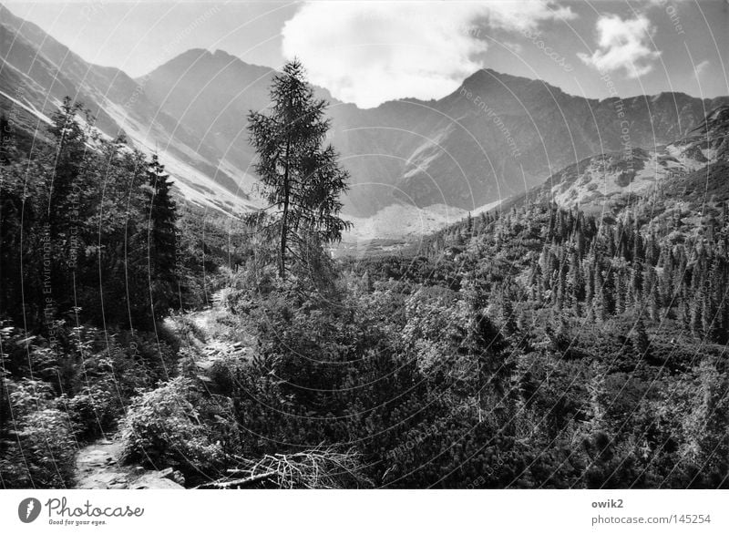 Stones and hills Relaxation Mountain Hiking Environment Nature Landscape Plant Sky Clouds Climate Beautiful weather Tree Forest Tatra Peak Lanes & trails Large