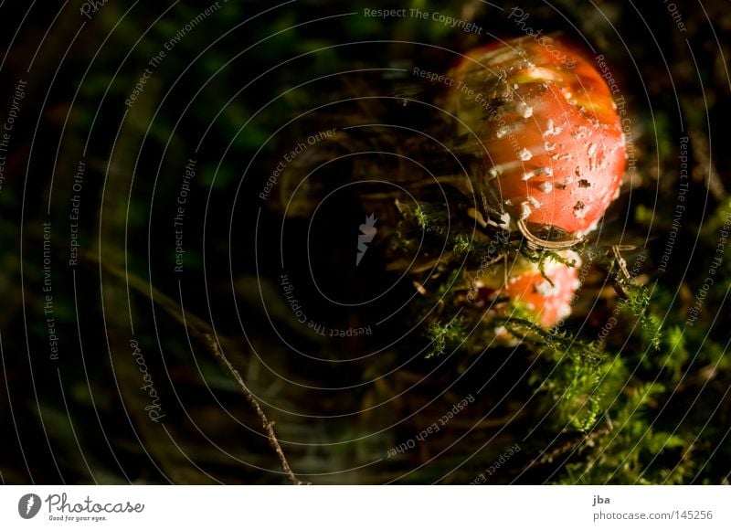 Fly agaric jr. Mushroom Amanita mushroom Poison Unhealthy Harmful to health Woodground Moss Twigs and branches Green Brown Spotted Dappled Patch Point Nature