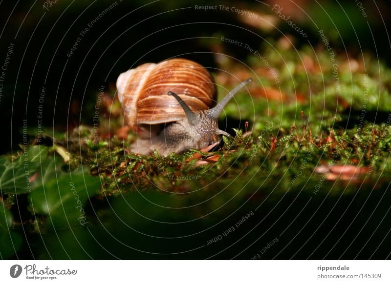 natural beauty Nature Animal Moss Snail Slimy Environmental protection Vineyard snail Forest animal Woodground Snail shell Feeler Gourmet endangered species