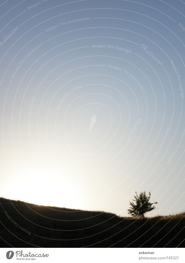 unique specimen Tree Single Loneliness Landscape Land Feature Meadow Summer Evening Sunset Individual Unique specimen Sky Beautiful weather Composing Line