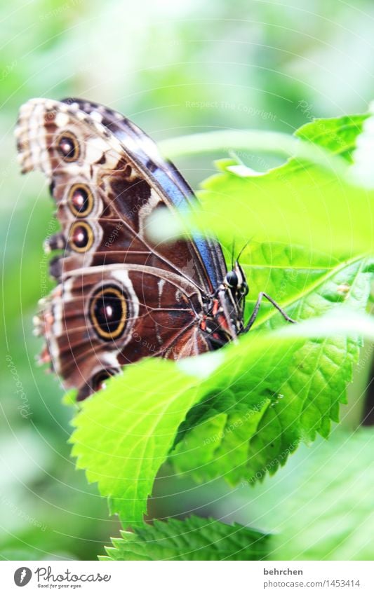 blue on green for the 3rd time Nature Plant Animal Spring Summer Beautiful weather Tree Leaf Garden Park Meadow Wild animal Butterfly Animal face Wing