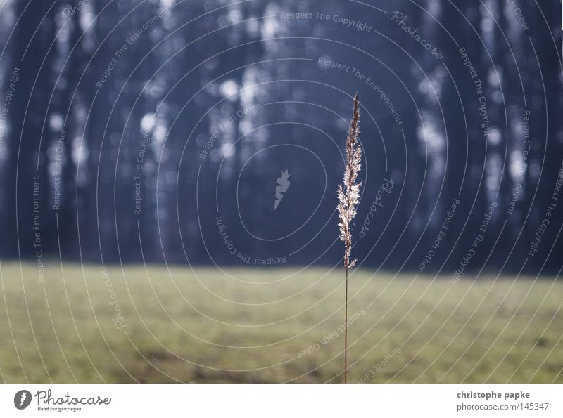 the last straw Subdued colour Exterior shot Copy Space left Dawn Day Twilight Back-light Shallow depth of field Central perspective Nature Landscape Autumn