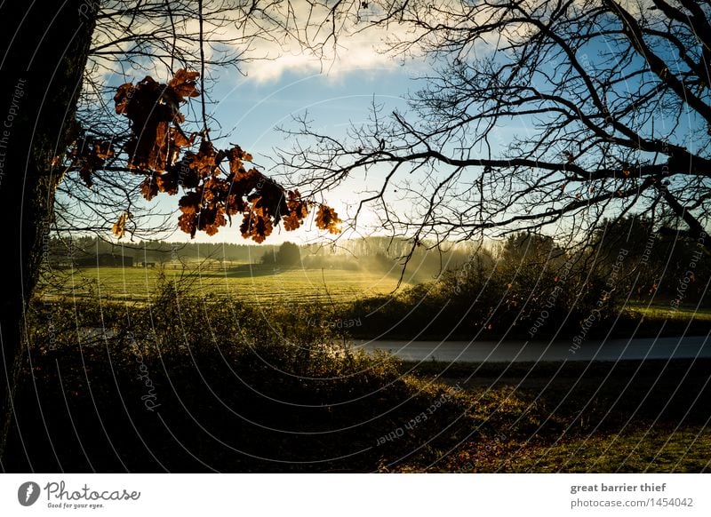 Golden December Environment Nature Landscape Animal Sky Clouds Sunrise Sunset Autumn Winter Climate change Weather Beautiful weather Tree Blue Brown