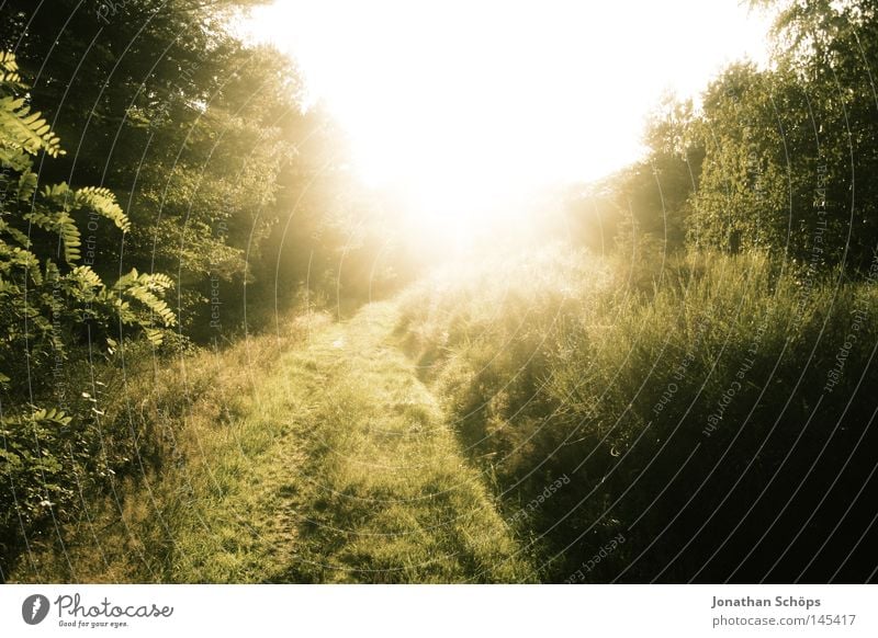 Path in nature with the sun as backlight as light appearance Harmonious Summer Sun Nature Plant Tree Grass Bushes Meadow Lanes & trails Threat Bright Yellow