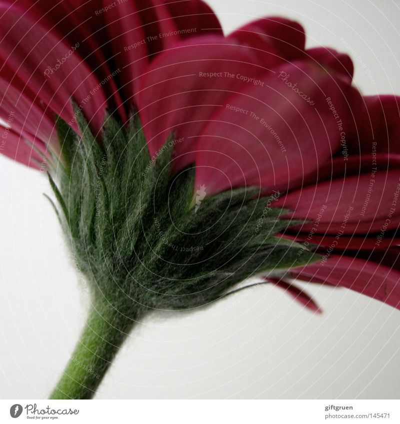 red-green Flower Blossom Blossom leave Plant Green Growth Spring Red Gerbera Nature Macro (Extreme close-up) Close-up Blossoming Reddish green bloom leaf grow