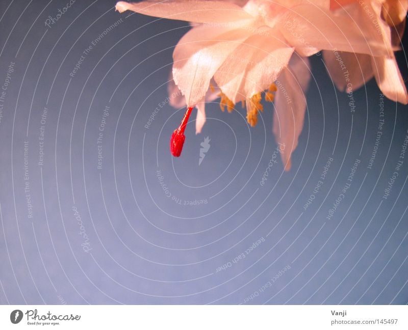 stage fright Blossom Glittering Cactus Red Stalk Plant Delicate Macro (Extreme close-up) Close-up Nature