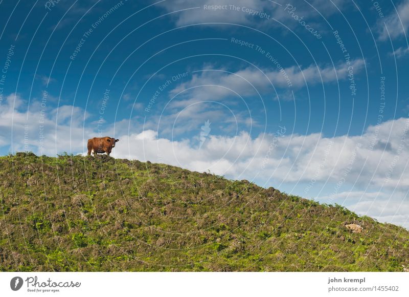 coward Environment Nature Landscape Sky Clouds Beautiful weather Grass Meadow Field Scotland Farm animal Cow 1 Animal Stand Friendliness Healthy Positive Happy