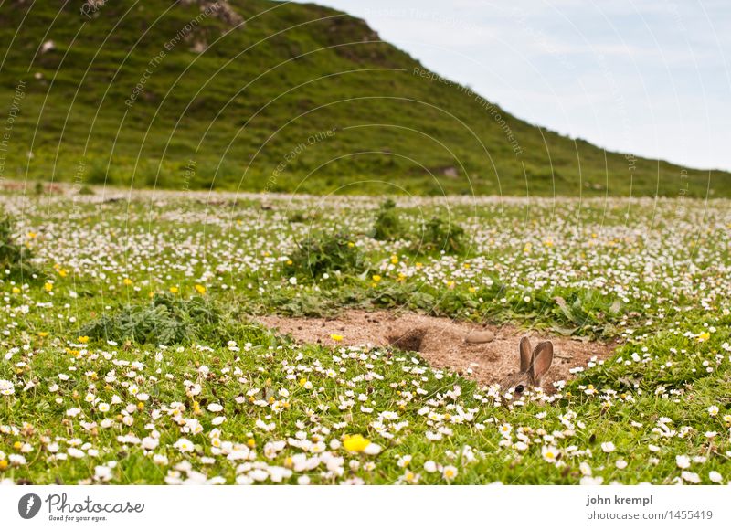 Cuckoo! Plant Animal Flower Grass Daisy Meadow Field Scotland Isle of Skye Hare & Rabbit & Bunny Rabbit burrow 1 Curiosity Cute Joie de vivre (Vitality)