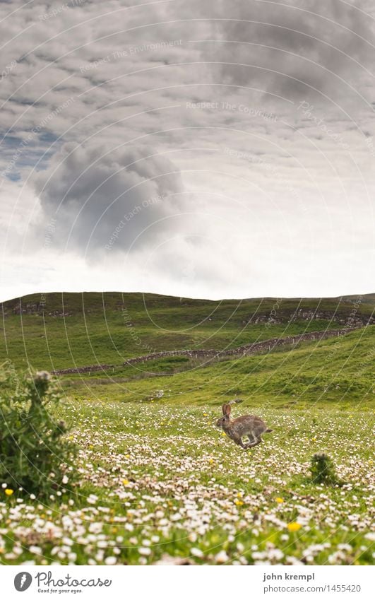 Run Rabbit run Nature Landscape Flower Grass Daisy Meadow Field Isle of Skye Scotland Animal Wild animal Hare & Rabbit & Bunny Rabbit burrow 1 Jump Friendliness